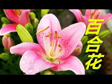 房間可以放百合花嗎